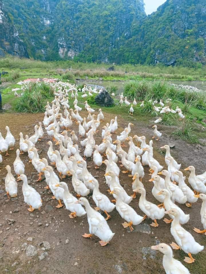 Nha Lua Homestay 닌빈 외부 사진